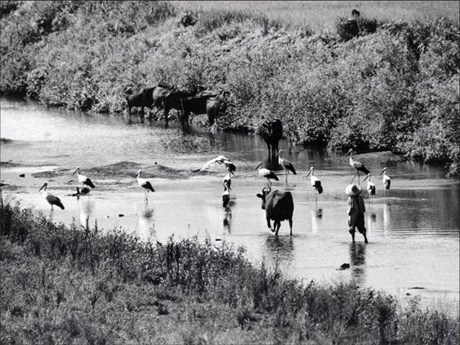 人と牛とコウノトリと（1960 年撮影）